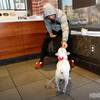 Cotto getting ready for the farewell duel (photo) 4