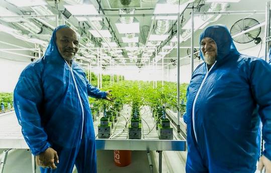 Mike Tyson erweitert sein Cannabis-Imperium